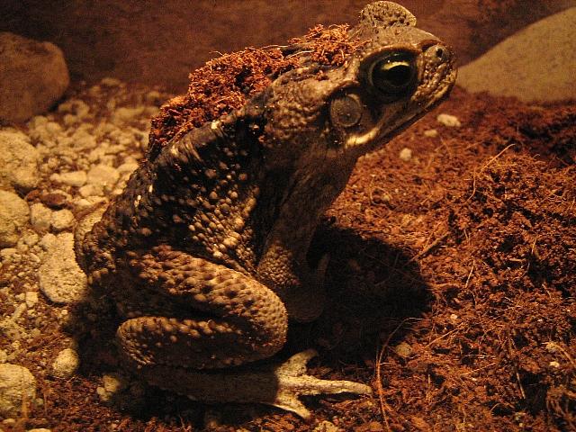 Bufo marinus (Rhinella marina)  Cane Toad19.jpg